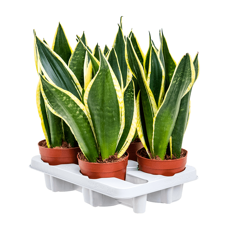 Sansevieria trifasciata