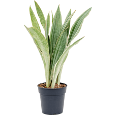 Sansevieria trifasciata 'Metallica'