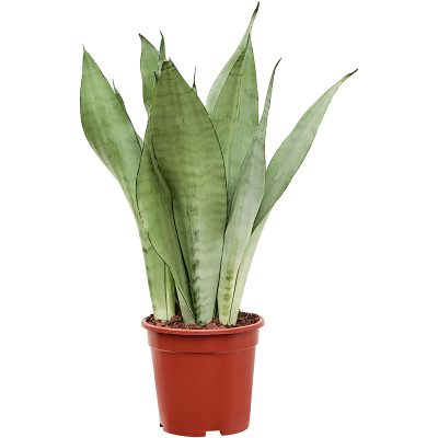 Растение горшечное Сансевиерия/Sansevieria trifasciata 'Moonshine'