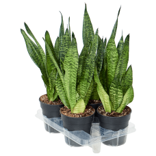 Sansevieria trifasciata 'Robusta' 4/tray