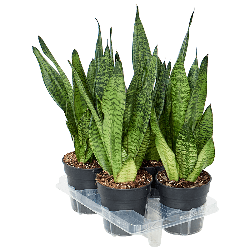 Sansevieria trifasciata