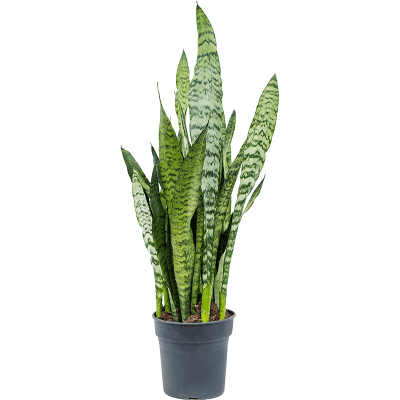 Растение горшечное Сансевиерия/Sansevieria zeylanica