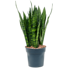 Sansevieria zeylanica