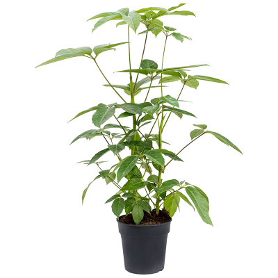 Растение горшечное Шеффлера/Schefflera actinophylla 'Amate'