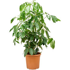 Schefflera actinophylla 'Amate'