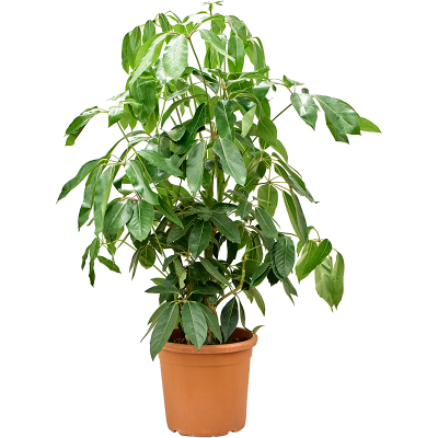 Растение горшечное Шеффлера/Schefflera actinophylla 'Amate'