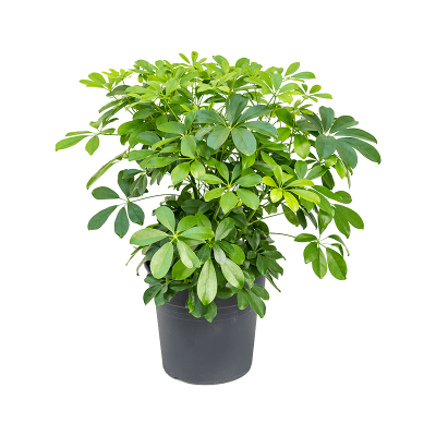 Растение горшечное Шеффлера/Schefflera arboricola 'Compacta'