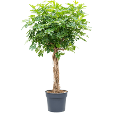 Schefflera arboricola 'Compacta'