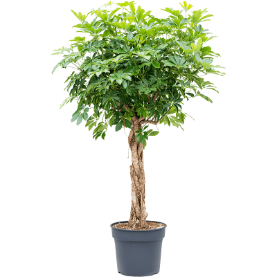 Растение горшечное Шеффлера/Schefflera arboricola 'Compacta'