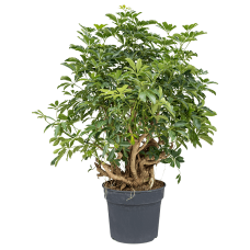 Schefflera arboricola 'Compacta'