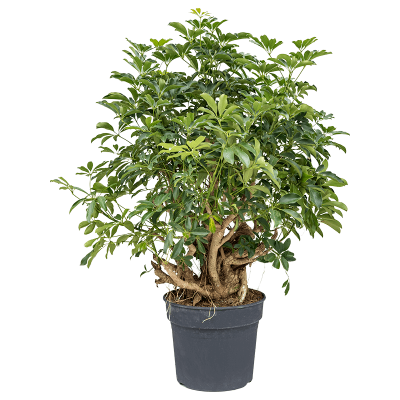 Растение горшечное Шефлера/Schefflera arboricola 'Compacta'