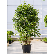 Schefflera arboricola 'Compacta'