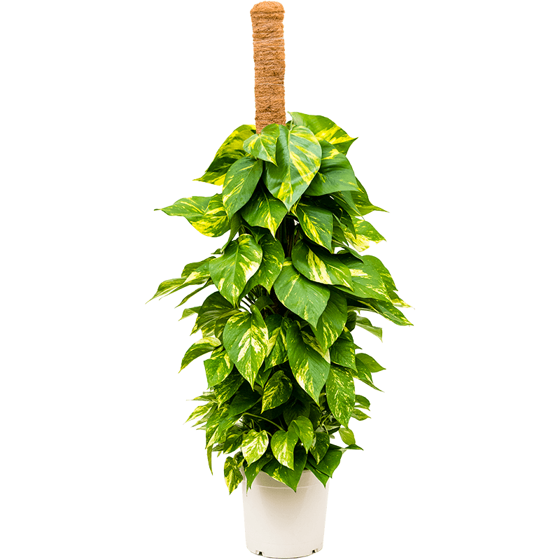 Эпипремнум золотистый Epipremnum Aureum