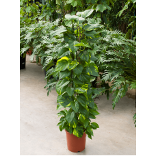 Scindapsus (Epipremnum) 'Aureum'