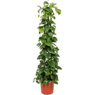 Растение горшечное Сциндапсус/Scindapsus (epipremnum) aureum