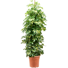 Schefflera arboricola 'Gold Capella'