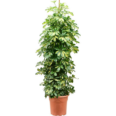 Растение горшечное Шеффлера/Schefflera arboricola 'Gold Capella'