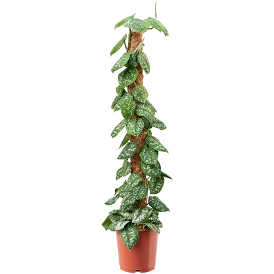Растение горшечное Сциндапсус/Scindapsus pictus 'Trebie'