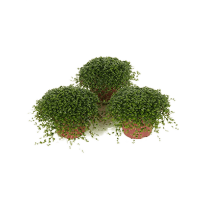 Растение горшечное Солейролия/Soleirolia soleirolii (Helexine) 15/tray