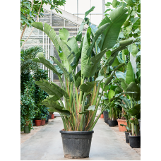 Strelitzia nicolai (250cm +)