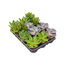 Succulenten mix 12/tray