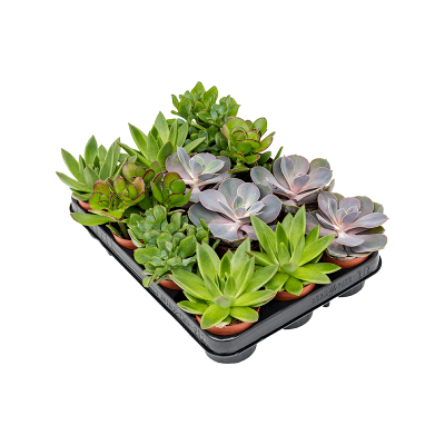 Растение горшечное Суккулент микс/Succulenten mix 12/tray