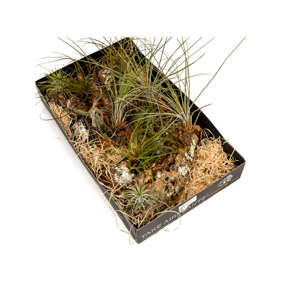 Растение горшечное Тилландсия/Tillandsia arrangement 2/box