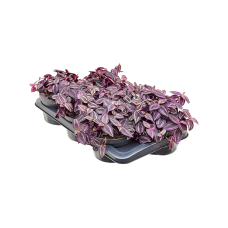 Tradescantia Jewel Red 6/tray