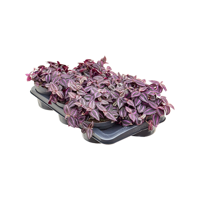 Растение горшечное Традесканция/Tradescantia Jewel Red 6/tray