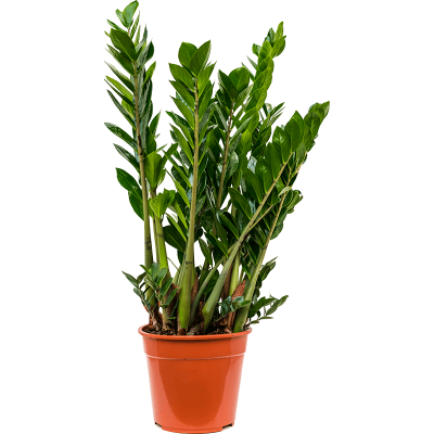 Растение горшечное Замиокулькас/Zamioculcas zamiifolia
