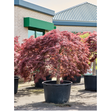 Acer pal. diss 'Crimson Queen'