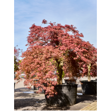 Acer pal. diss. 'Garnet-Green Lace'