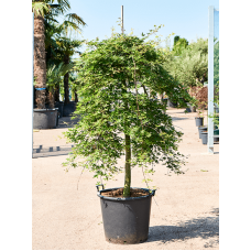 Acer palmatum 'Ryusen' (180-220)