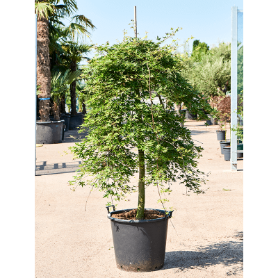 Растение горшечное Клён/Acer palmatum 'Ryusen' (180-220)