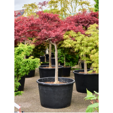 Acer pal. diss. 'Stella Rossa'