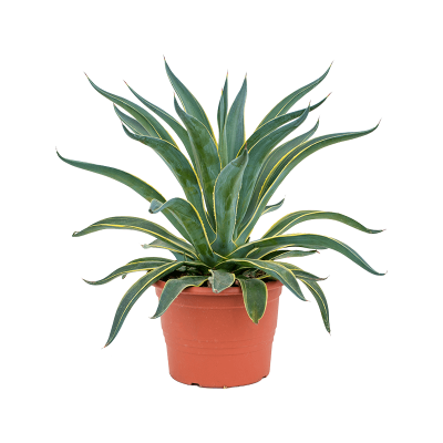 Растение горшечное Агава/Agave desmettiana