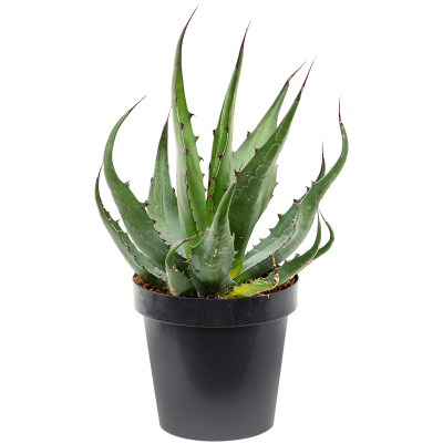 Растение горшечное Агава/Agave ferox