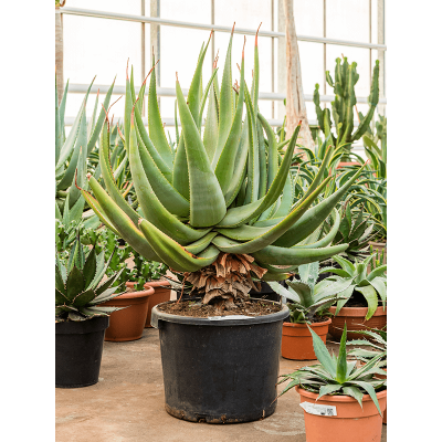 Растение горшечное Алоэ/Aloe ferox