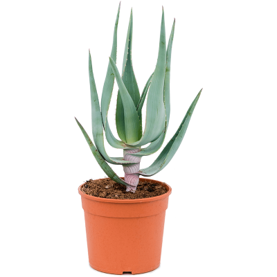 Растение горшечное Алоэ/Aloe comosa