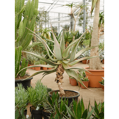 Растение горшечное Алоэ/Aloe comosa