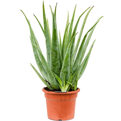 Растение горшечное Алоэ/Aloe vera barbadensis