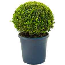 Buxus sempervirens