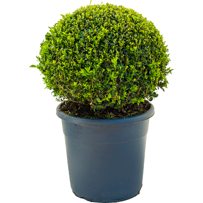 Растение горшечное Самшит/Buxus sempervirens