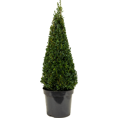 Растение горшечное Самшит/Buxus sempervirens