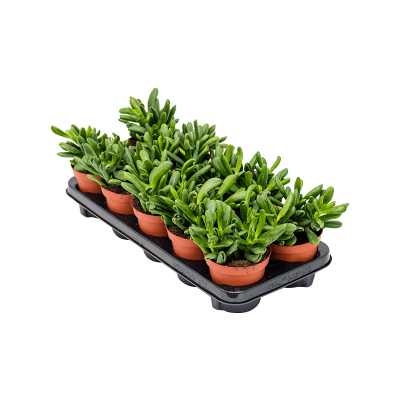 Растение горшечное Крассула/Crassula ovata 'Gollum' 10/tray