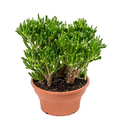 Растение горшечное Крассула/Crassula ovata 'Hobbit'