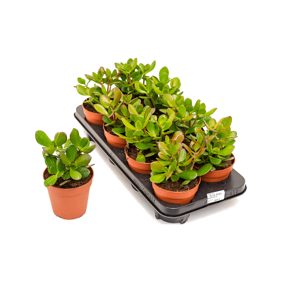 Растение горшечное Крассула/Crassula ovata 10/tray