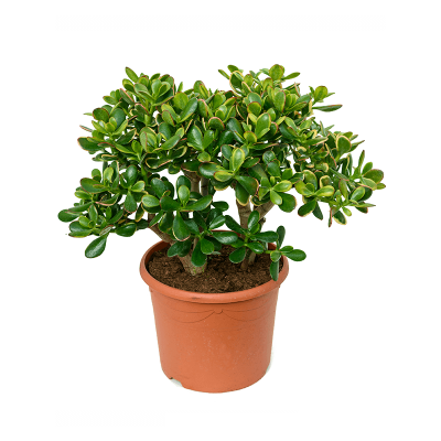 Растение горшечное Крассула/Crassula ovata 'Sunset'