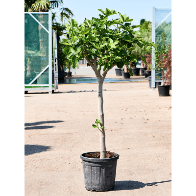 Растение горшечное Фикус/Ficus carica