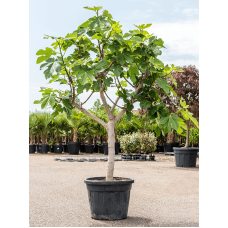 Ficus carica